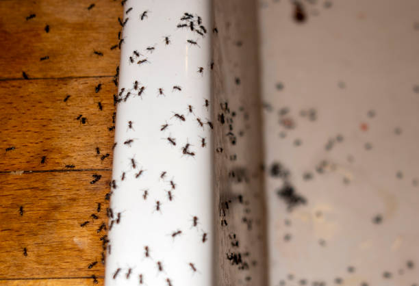 Best Wasp Removal Services  in Manchester Center, VT